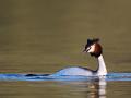 1004 - ON GOLDEN POND - COLLIER TONY - united kingdom